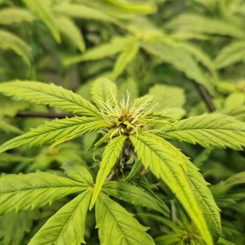 Purplematic CBD - Romi growlog timeline photo