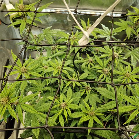 Purplematic CBD - Romi growlog photo: Ungleiche Höhe 