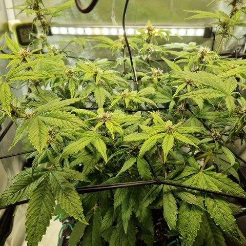 Purplematic CBD - Romi growlog photo: Ungleiche Höhe 