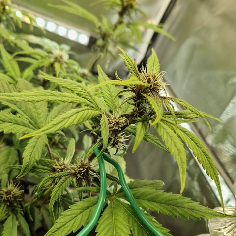 Purplematic CBD - Romi growlog photo: Ungleiche Höhe 