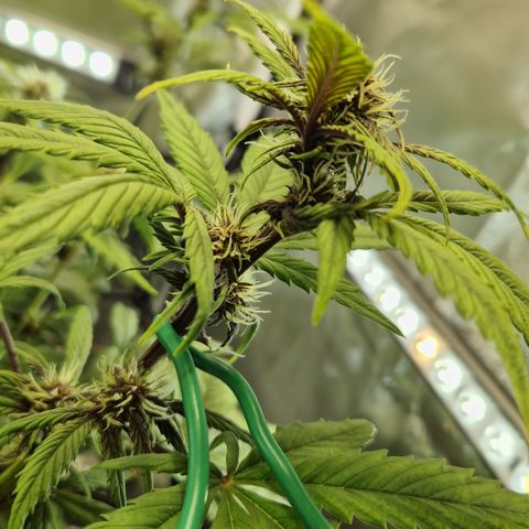 Purplematic CBD - Romi growlog photo: Ungleiche Höhe 