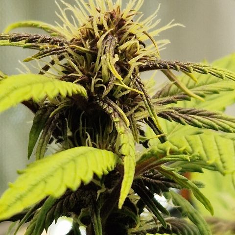 Purplematic CBD - Romi growlog timeline photo