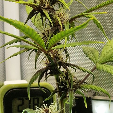 Purplematic CBD - Romi growlog timeline photo