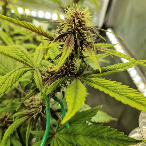 Purplematic CBD - Romi growlog timeline photo