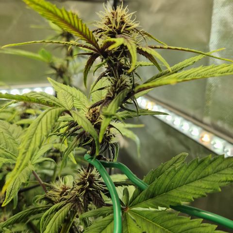 Purplematic CBD - Romi growlog timeline photo