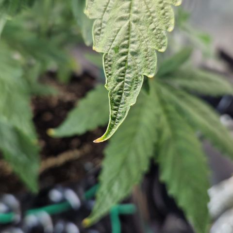 Purplematic CBD - Romi growlog timeline photo