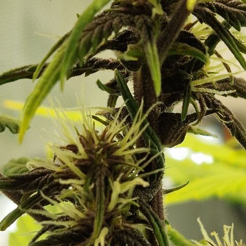 Purplematic CBD - Romi growlog timeline photo