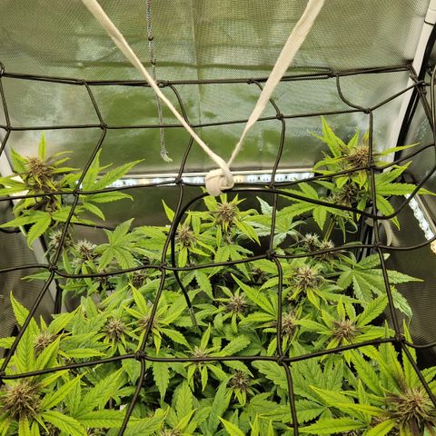 Purplematic CBD - Romi growlog timeline photo