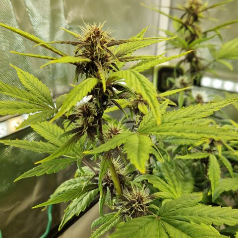 Purplematic CBD - Romi growlog timeline photo