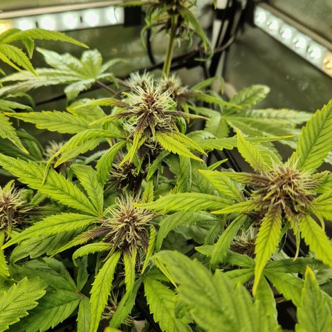 Purplematic CBD - Romi growlog timeline photo