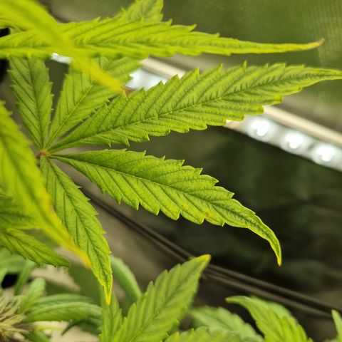 Purplematic CBD - Romi growlog timeline photo