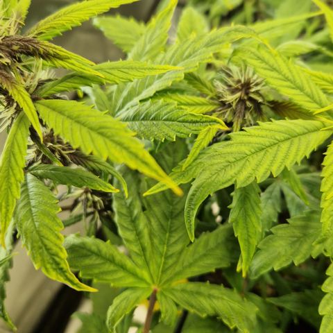 Purplematic CBD - Romi growlog timeline photo