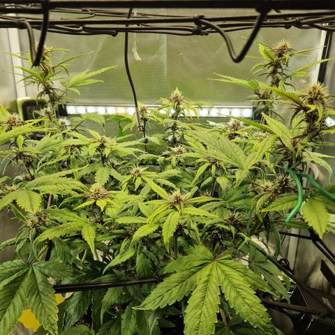 Purplematic CBD - Romi growlog timeline photo