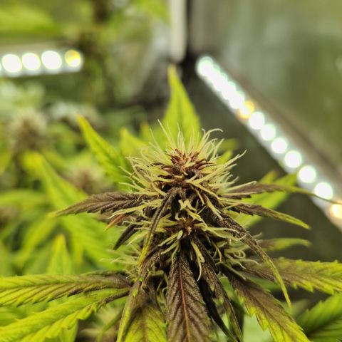 Purplematic CBD - Romi growlog timeline photo