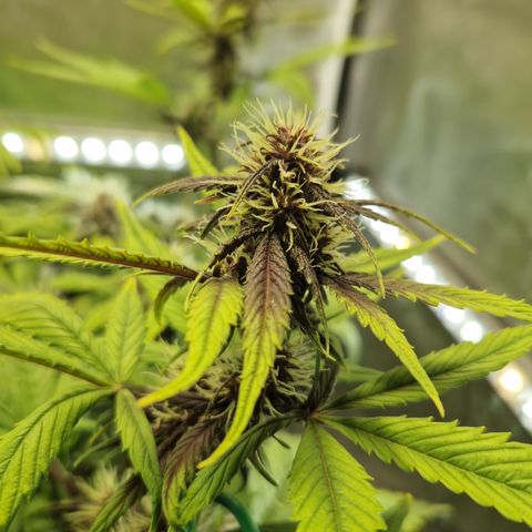 Purplematic CBD - Romi growlog timeline photo