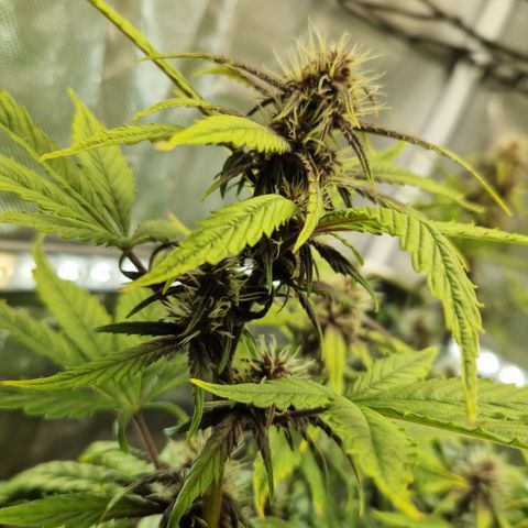 Purplematic CBD - Romi growlog timeline photo