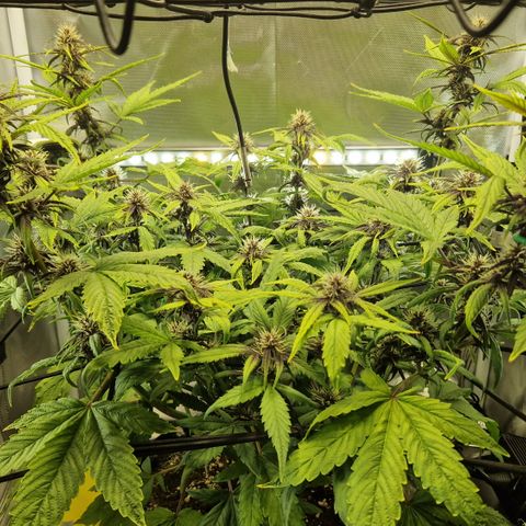 Purplematic CBD - Romi growlog timeline photo