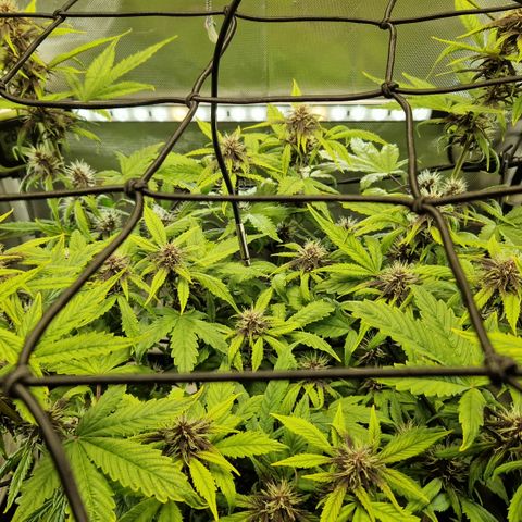 Purplematic CBD - Romi growlog timeline photo
