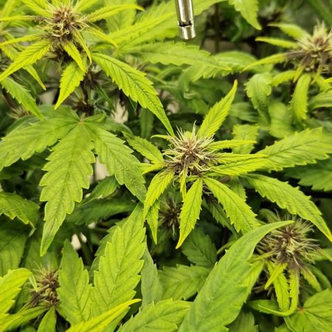 Purplematic CBD - Romi growlog timeline photo