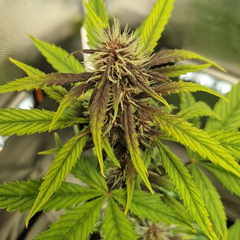 Purplematic CBD - Romi growlog timeline photo