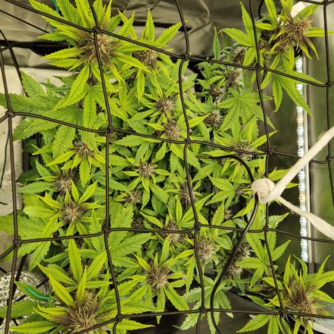 Purplematic CBD - Romi growlog timeline photo