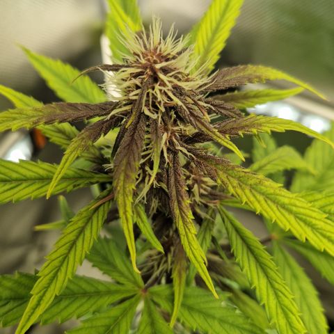 Purplematic CBD - Romi growlog timeline photo