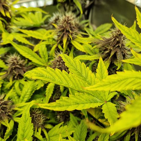 Purplematic CBD - Romi growlog timeline photo