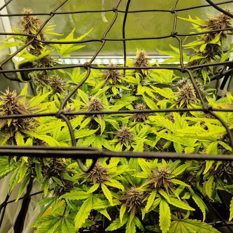 Purplematic CBD - Romi growlog timeline photo