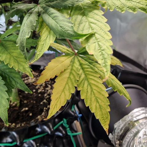 Purplematic CBD - Romi growlog timeline photo