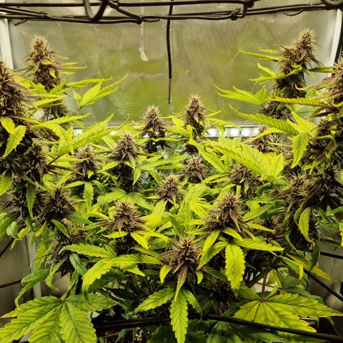 Purplematic CBD - Romi growlog timeline photo