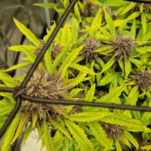 Purplematic CBD - Romi growlog timeline photo