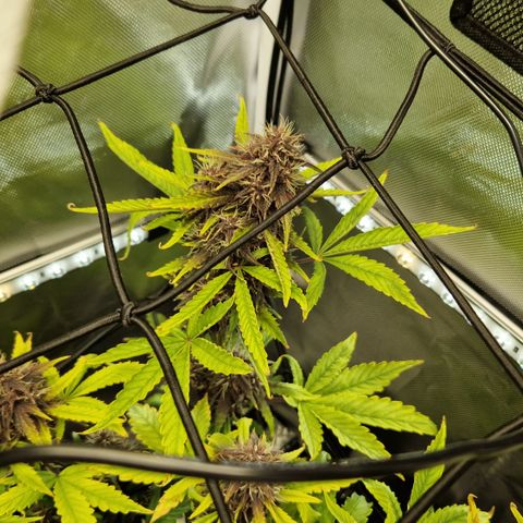Purplematic CBD - Romi growlog timeline photo