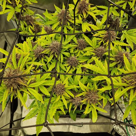 Purplematic CBD - Romi growlog timeline photo