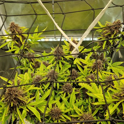 Purplematic CBD - Romi growlog timeline photo