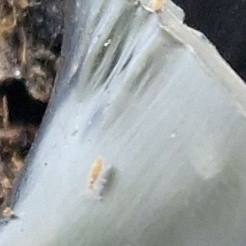 Purplematic CBD - Romi growlog timeline photo