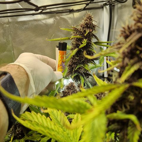 Purplematic CBD - Romi growlog timeline photo