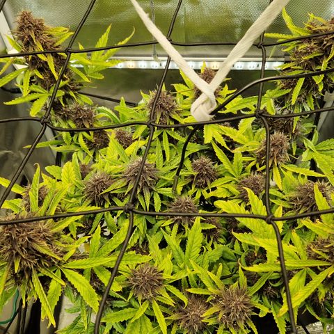 Purplematic CBD - Romi growlog timeline photo