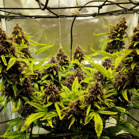 Purplematic CBD - Romi growlog timeline photo