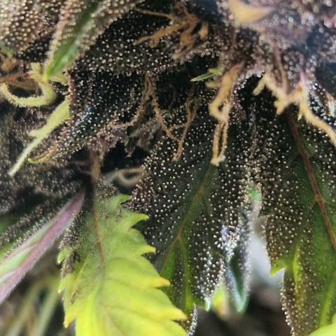 Purplematic CBD - Romi growlog timeline photo
