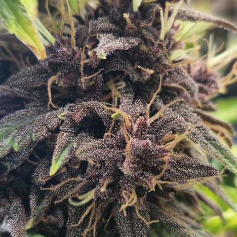 Purplematic CBD - Romi growlog timeline photo