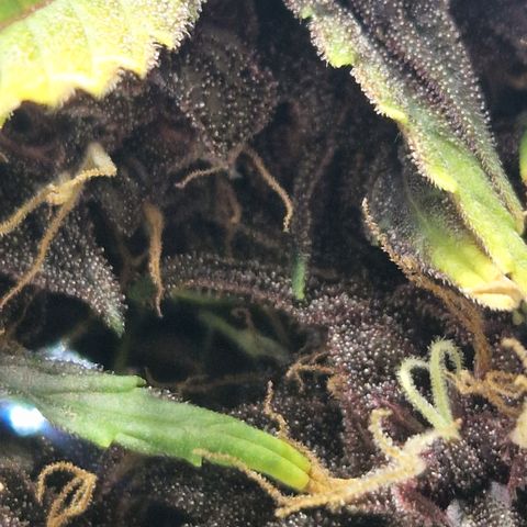 Purplematic CBD - Romi growlog timeline photo