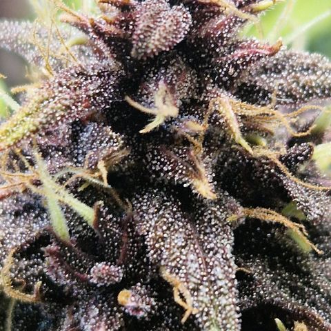 Purplematic CBD - Romi growlog timeline photo