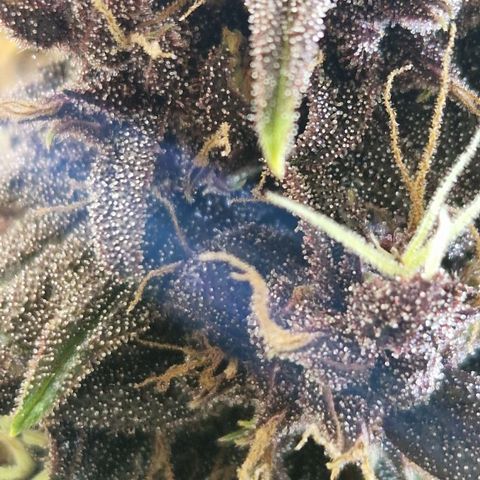 Purplematic CBD - Romi growlog timeline photo