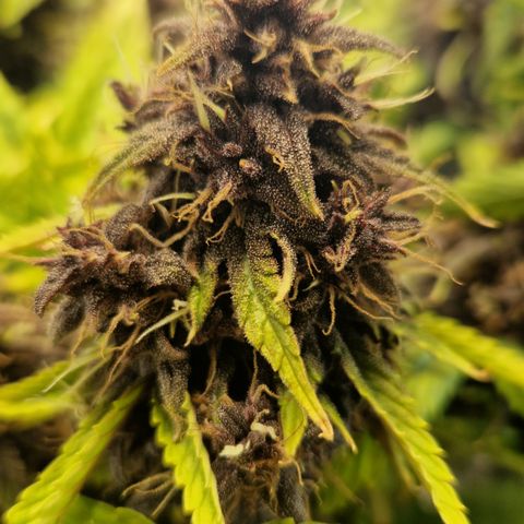 Purplematic CBD - Romi growlog timeline photo