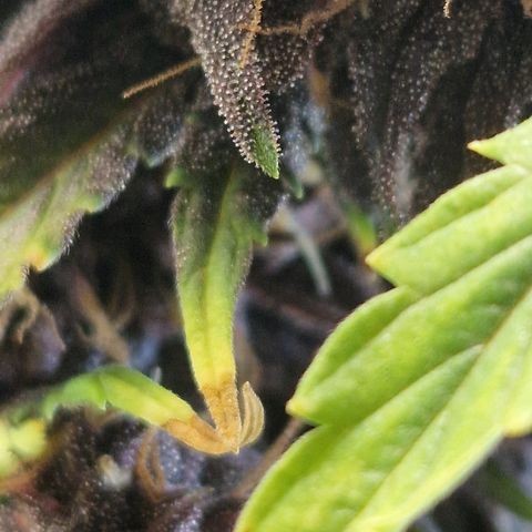 Purplematic CBD - Romi growlog timeline photo