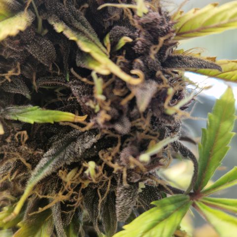 Purplematic CBD - Romi growlog timeline photo
