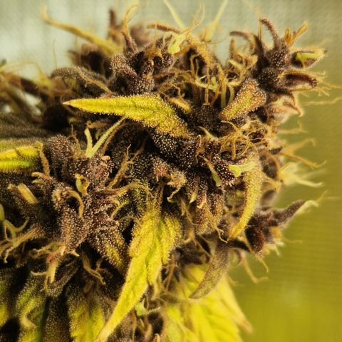 Purplematic CBD - Romi growlog timeline photo