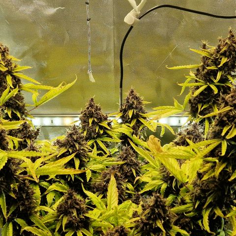Purplematic CBD - Romi growlog timeline photo