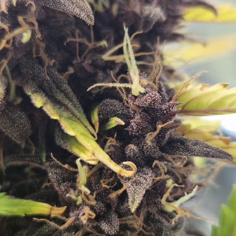 Purplematic CBD - Romi growlog timeline photo