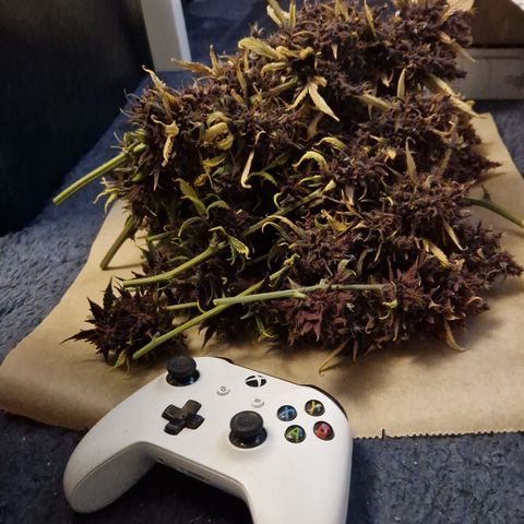 Purplematic CBD - Romi growlog timeline photo